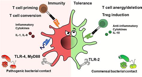 Frontiers The Dendritic Cell Dilemma In The Skin Between Tolerance