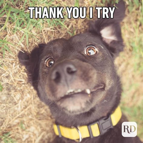 23 Funny Thank You Memes Readers Digest