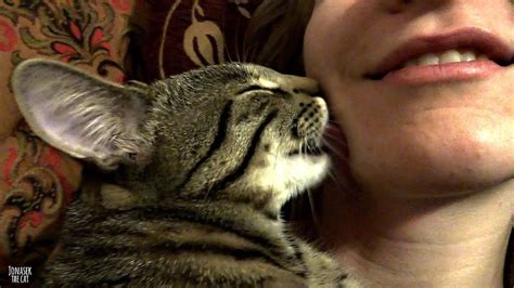 Kitten Kisses Licks His Human Youtube