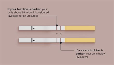 How The Modern Fertility Ovulation Test Strips Work