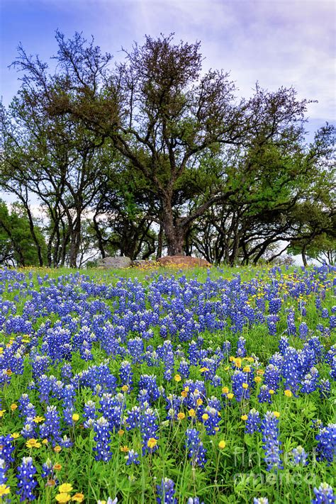 Wildflower And Bluebonnets Vertical Photograph By Bee Creek Photography