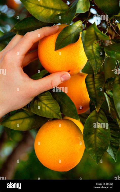 Orange Tree Picking Hi Res Stock Photography And Images Alamy