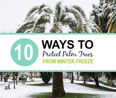 10 Ways To Protect Palm Trees From Winter Freeze