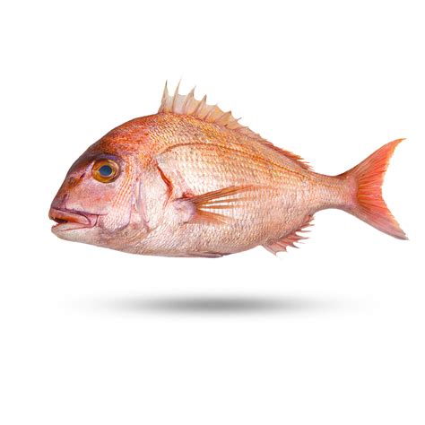 The snapper of a whip. Snapper - Tai - Supreme Lobster