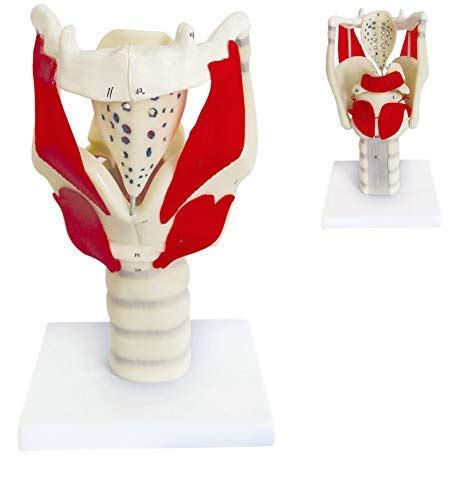 Buy Xhllx Larynx Functional Model Times Life Size Larynx Anatomical Model Human Model For
