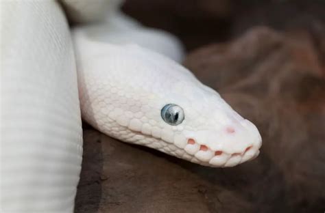 Blue Eyed Leucistic Ball Python Care Sheet And Facts Az Reptiles