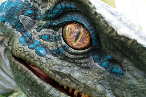 Socal Attractions 360 Blue The Velociraptor From Jurassic World Is Now Meeting Guests At