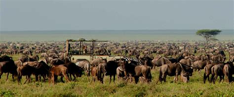 4 Days Kenya And Tanzania Safari Witness The Profuse Wildlife Of Africa