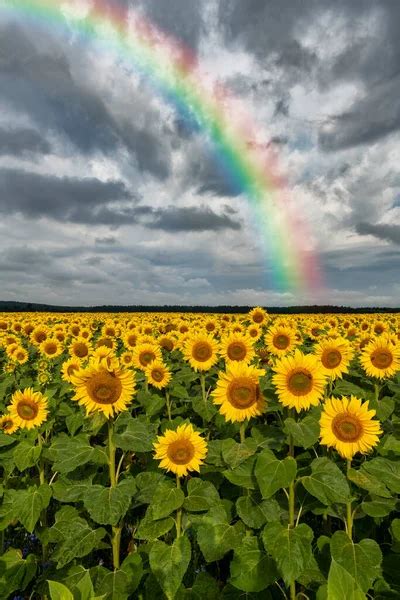 Beautiful Rainbow Over Sunflowers Field Stock Image Everypixel