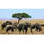 What To See On A Safari Tanzania  4x4 Ltd