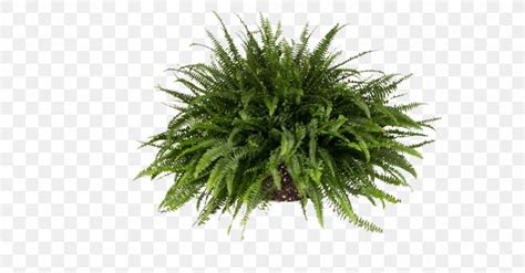Sword Fern Vascular Plant Burknar Plants Png 1200x628px