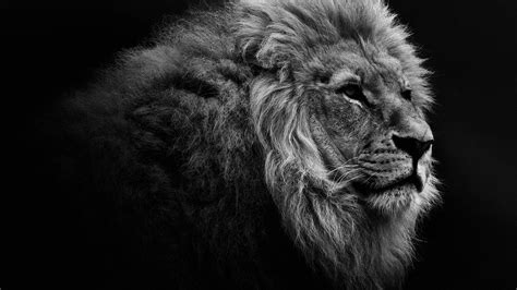 Lion Desktop Backgrounds 73 Pictures