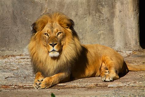 Simba - The Lion King