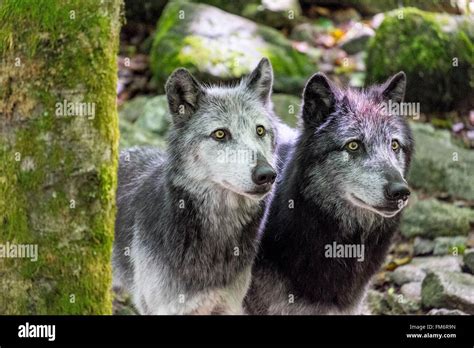France Ariege Orlu Home Of Wolves Wolf Poland Stock Photo Alamy