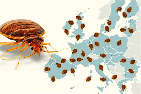 bedbug paris infestation there s a reason everyone suddenly noticed the bugs everywhere
