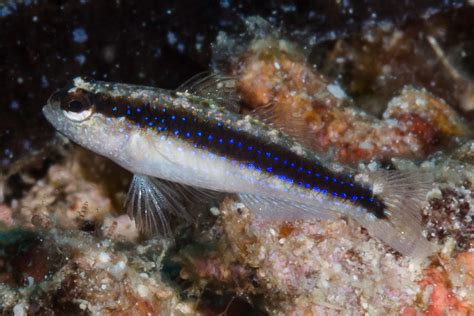 Striped Goby Asterropteryx Striatus En Striped Goby Flickr