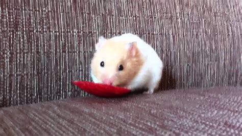 Hamster Comendo Ma Youtube