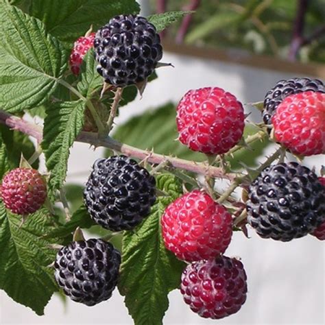 Raspberry plant (rubus idaeus) is a plant of the rosaceae family, within which many other shrubs are included, such as bramble (rubus fruticosus), redcurrant (ribes rubrum) or woodland strawberry. Niwot Raspberry Plant