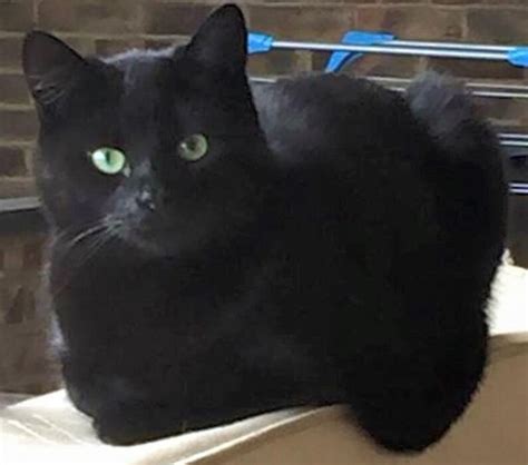 Black Cat Missing In Crawley Lostbox Cats Black Cat Found Cat