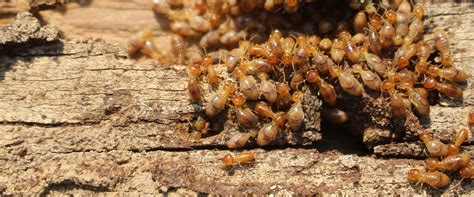 Compare homeowner reviews from 9 top phoenix termite control services. Termite Control | Pest Management Solutions In Phoenix, AZ