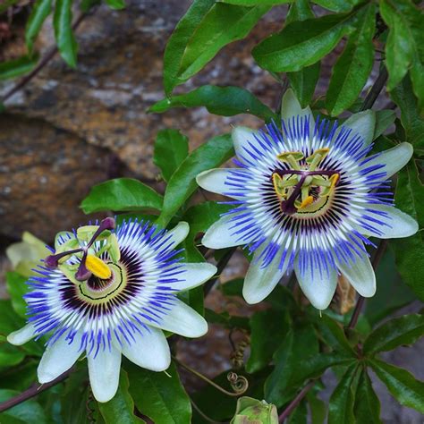 Buy Blue Passion Flower Passiflora Caerulea £1499 Delivery By Crocus