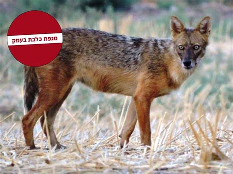 תנים לראת ערב על רקע נוף תל אביבי אורבני. בסופ"ש: תן נגוע בכלבת תקף ברמת צבי- עוד 2 מקרי תנים חשודים ...