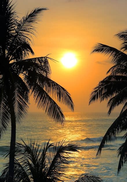 Premium Photo Tropical Sea Sunset And Palms
