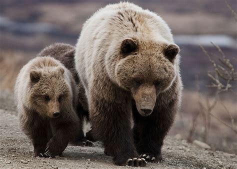New Calculation Method Results In The Largest Grizzly Bear Population