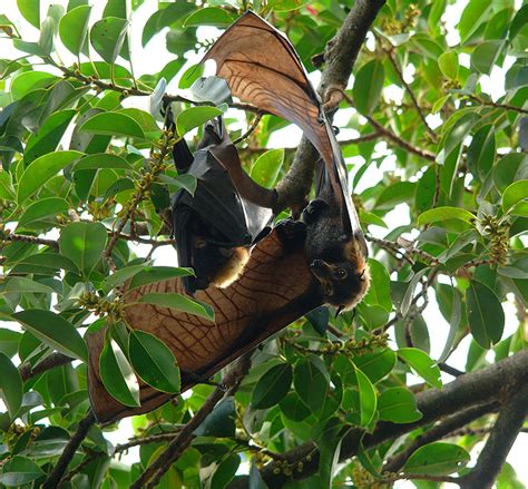 Spectacled Flying Fox North Queensland Australia