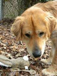 Estimated september our southwest virginia home is located in close proximity to north carolina, tennessee, georgia, south carolina, west virginia and kentucky. Caden is an adoptable Golden Retriever Dog in Knoxville, TN. Hi! My name is Caden. (It means ...