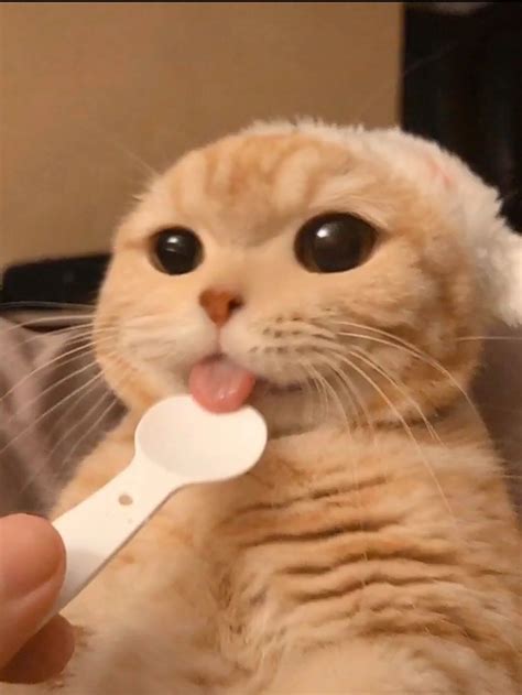 Pin De ポンポコ Em Cats Fotos De Animais Engraçados Bichinhos