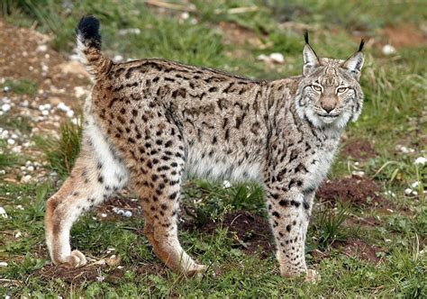 Eurasian Lynx Coniferous Forest