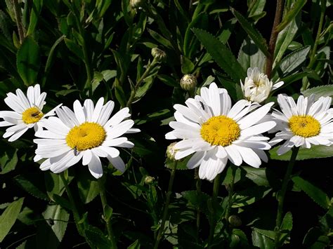 Leucanthemum Mill Plants Of The World Online Kew Science