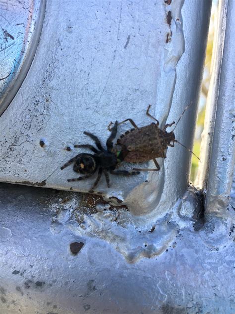 Jumping Spider Eating A Stink Bug Oc Rnatureismetal