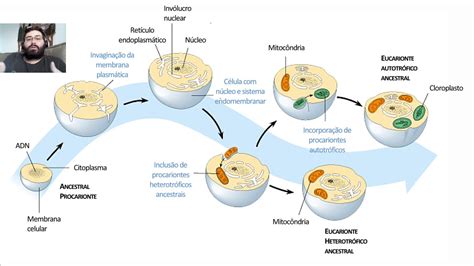 citologia mitocôndria e cloroplasto youtube