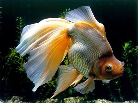 77 Best Fancy Freshwater Fish Images On Pinterest Fish Aquariums