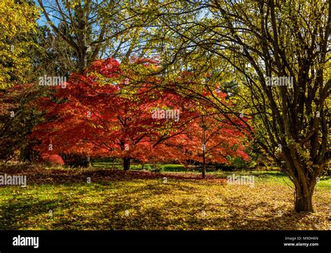 Bright Colour Foliage Hi Res Stock Photography And Images Alamy