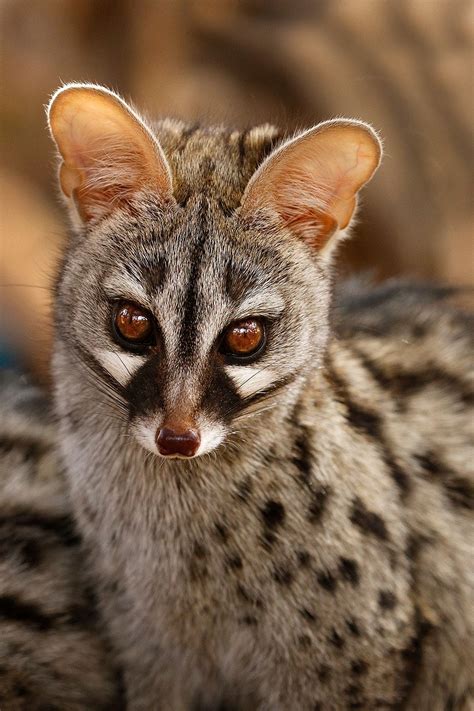 A Rarely Seen Genet Poses For The Camera Just Before Sunset In The