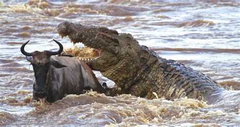 Enormous Nile Crocodile Attacks A Wildebeest Crossing The Mara River