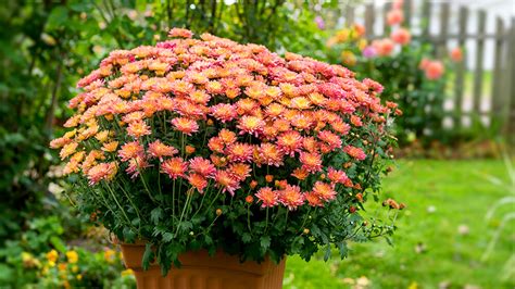 Refresh Your Planters With These 5 Fabulous Fall Flowers Alsip Home And Nursery