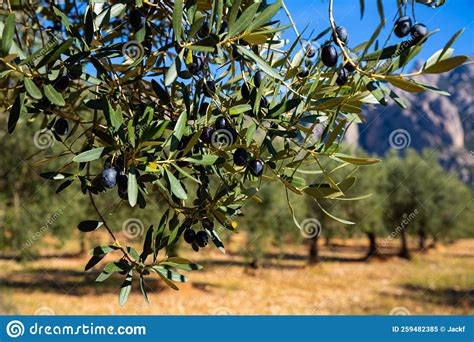 Growing Black Olives In Orchard Stock Image Image Of Growth Branch