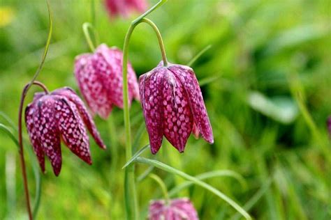 See The Rhs Top 10 British Native Wildflowers For The Garden Rhs