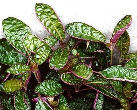 Hemigraphis alternata exotica | purple waffle plant information & photos. Hemigraphis (alternata ?) Exotica hort - Glasshouse Works