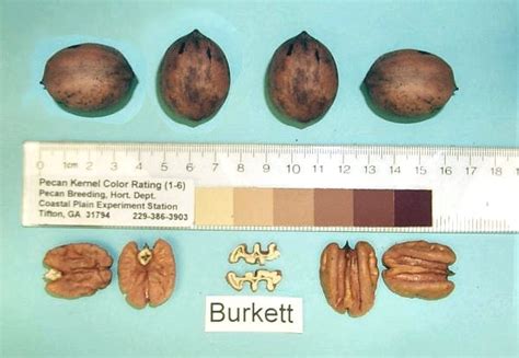 Along the 10,000 miles of rivers and streams in texas there are many very large pecan trees which are this could be physiological drop, pollination drop, casebearer drop or waterstage drop. Burkett - Cultivars | Pecan Breeding