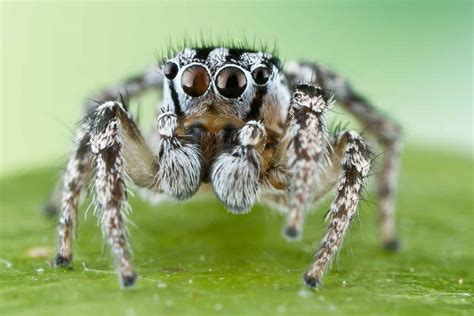 How Jumping Spiders Avoid Becoming A Tasty Snack