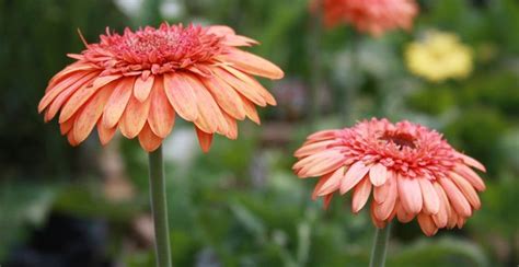 The perennial type in the photo is 'caradonna.' it has dark flowers like those of 'may night,' but the spikes are narrower, giving them a more delicate appearance. Perennial Gerber Daisies! My favorite flower | Perennials ...