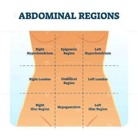 A plane is a theoretical line that divides the body. Abdominal quadrant regions scheme as stomach division vector illustration - VectorMine