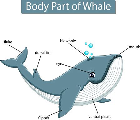 Check spelling or type a new query. Diagram Showing Body Part Of Whale Stock Illustration ...