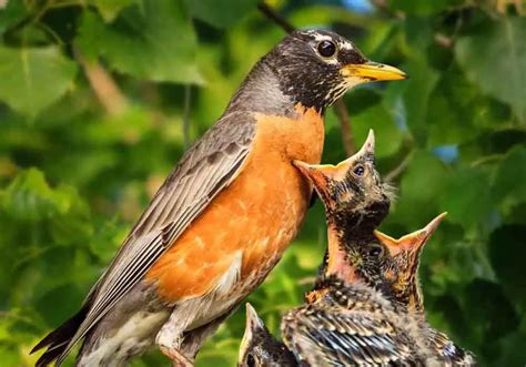10 Surprising Facts About Robins And Their Babies