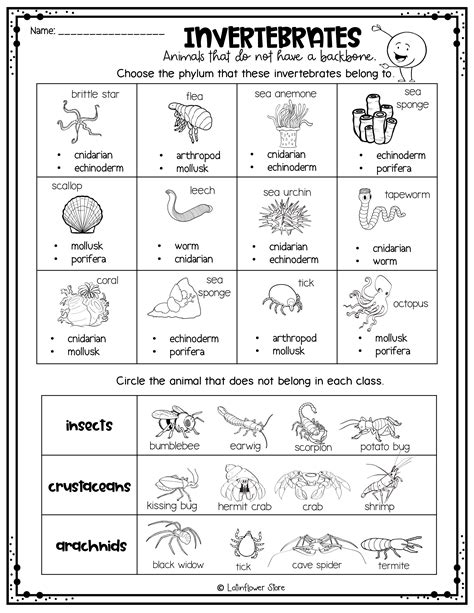Vertebrates And Invertebrates Worksheets 5Th Grade